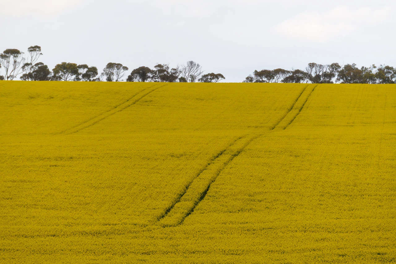Yellow lines in a canola field
