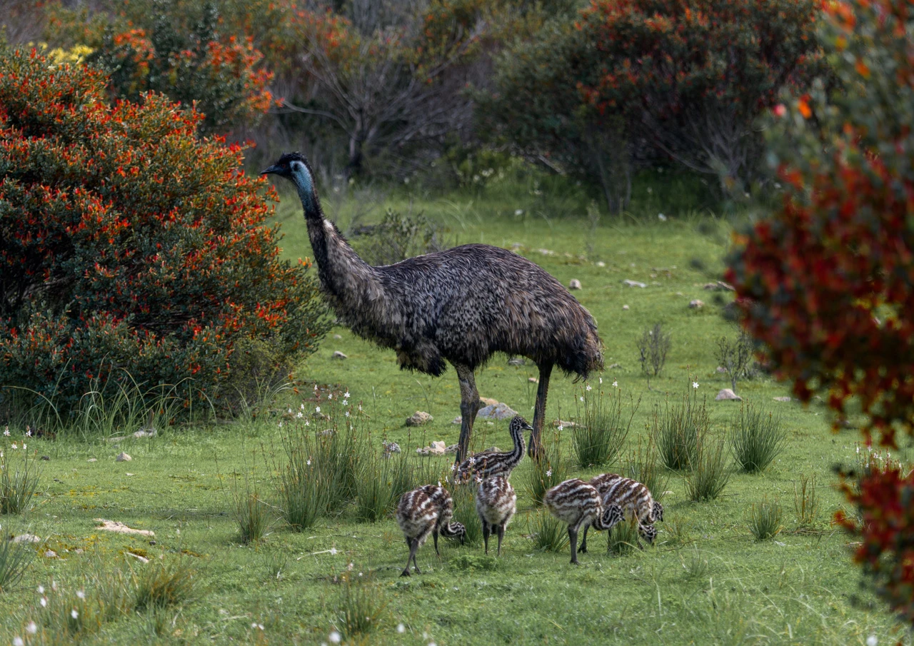 Baby emus come out over winter