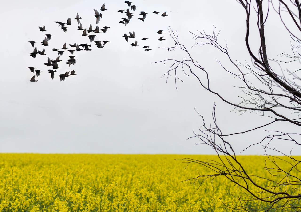 Birds fly over a canola field