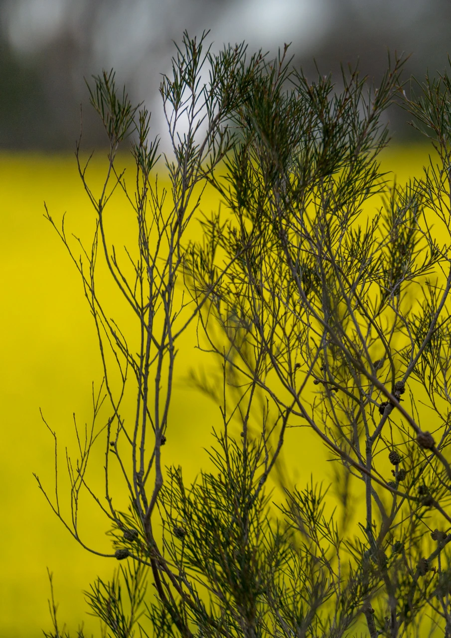 Fine branches and a canola field in the background