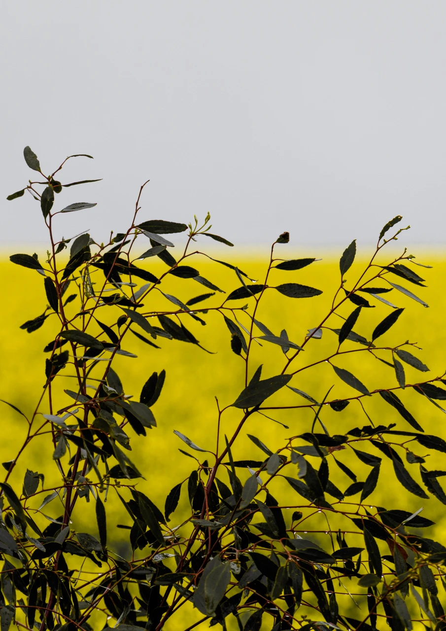 Leaves and yellow canola field