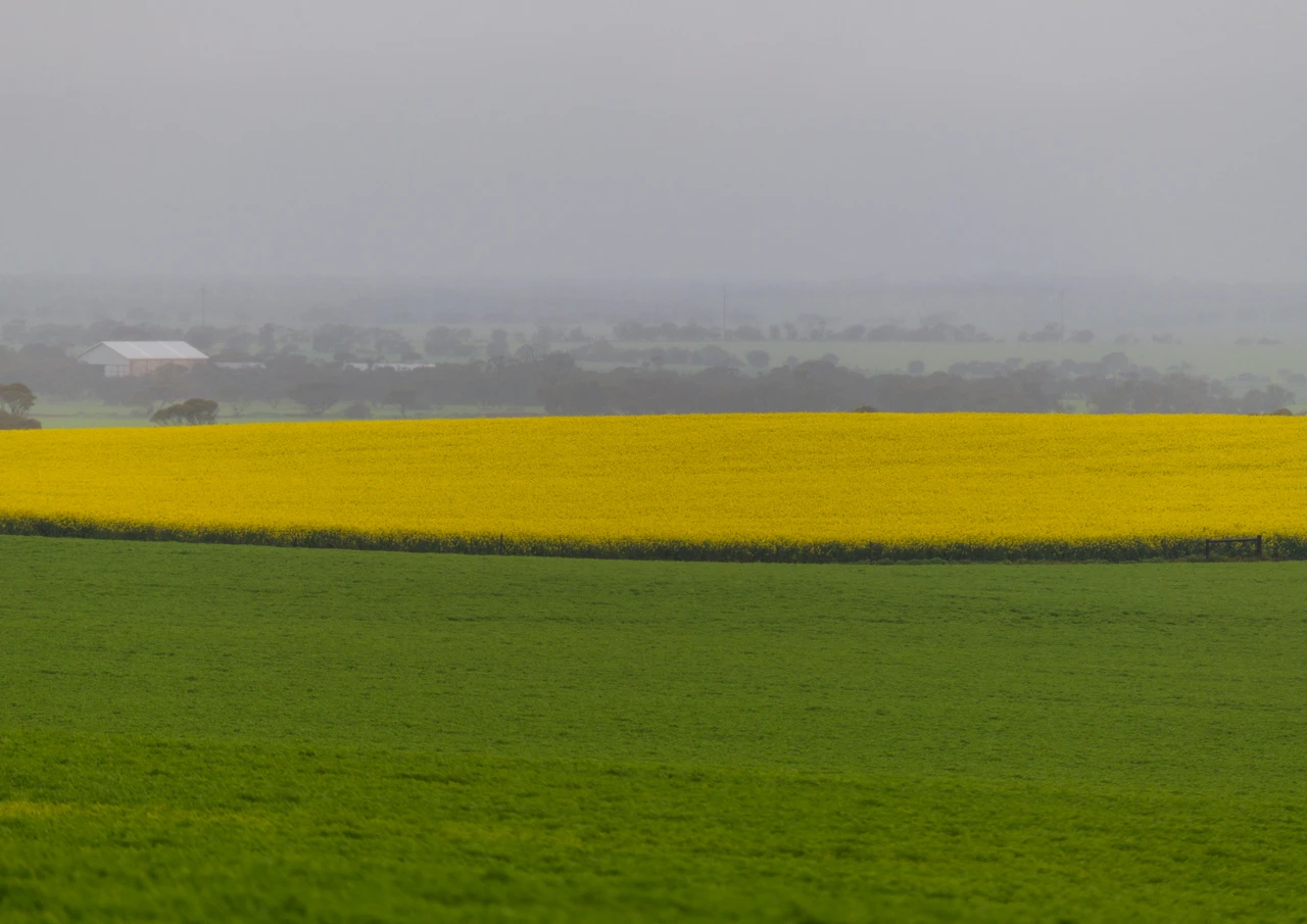 Canola and wheat field on a rainy day