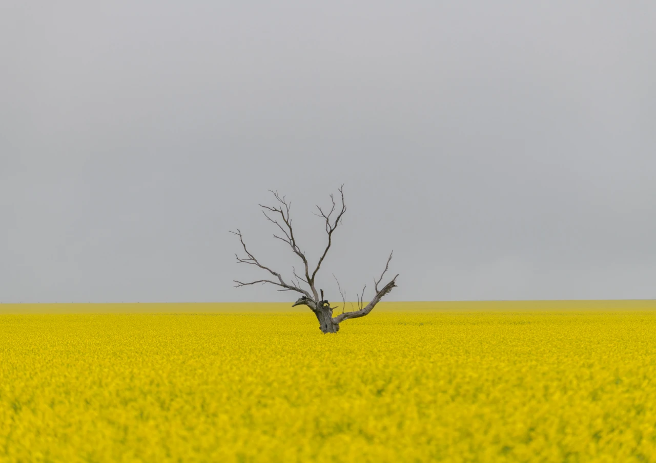 Canola field and old tree and Carrumulka