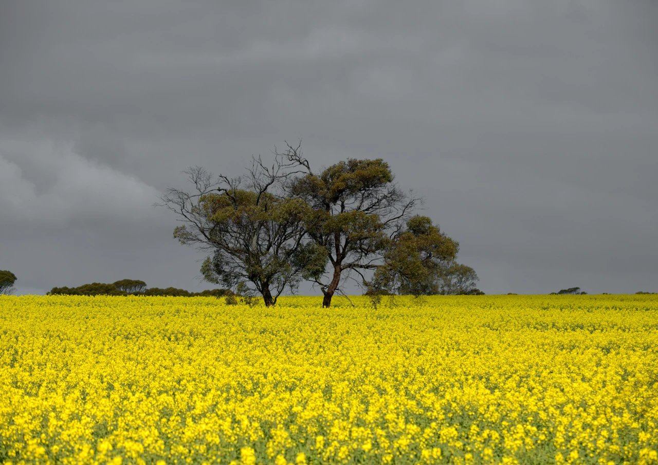 Canola field and a tree South Australia