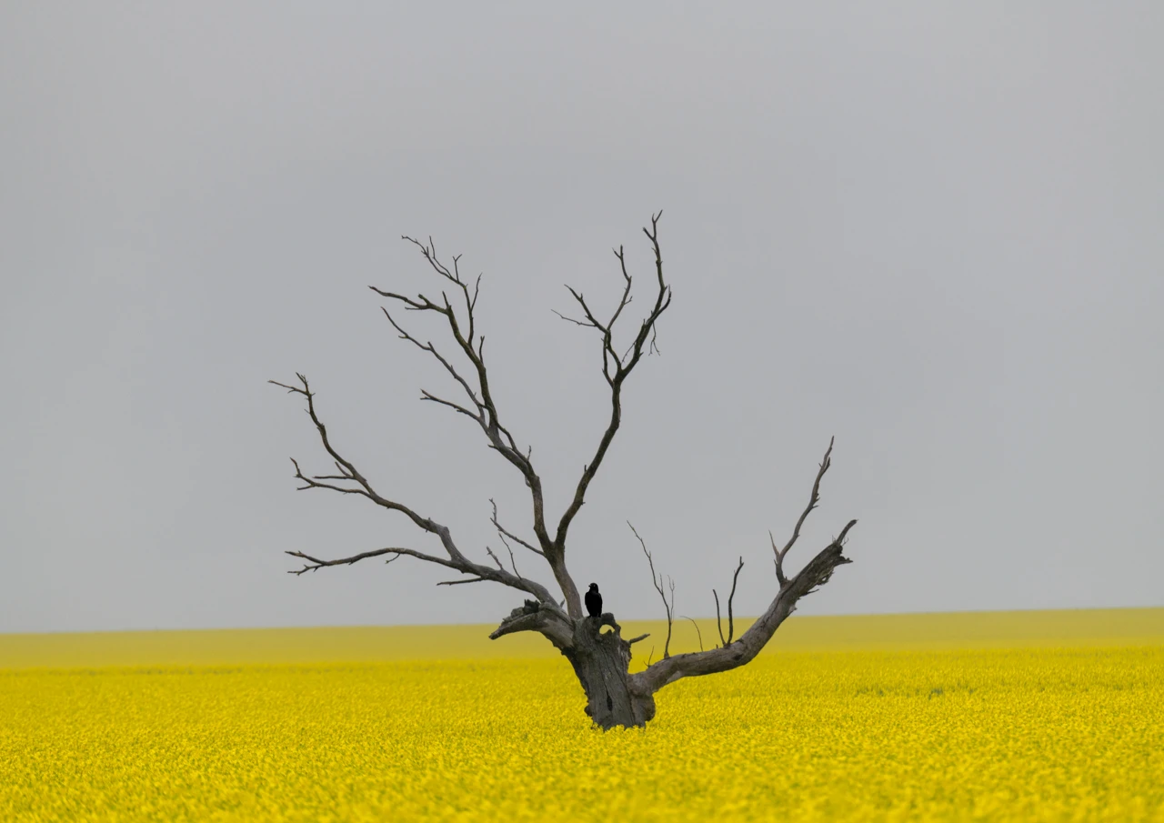 Canola field and old tree