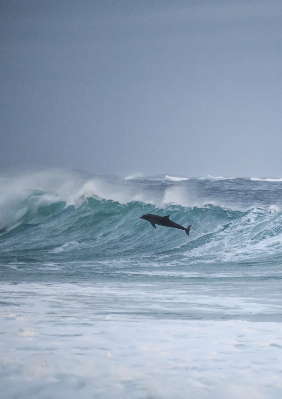 Dolphin leaps out of the wave