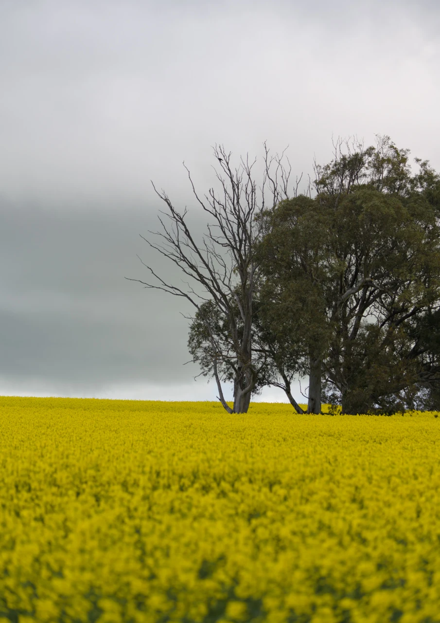 On the edge of a canola field