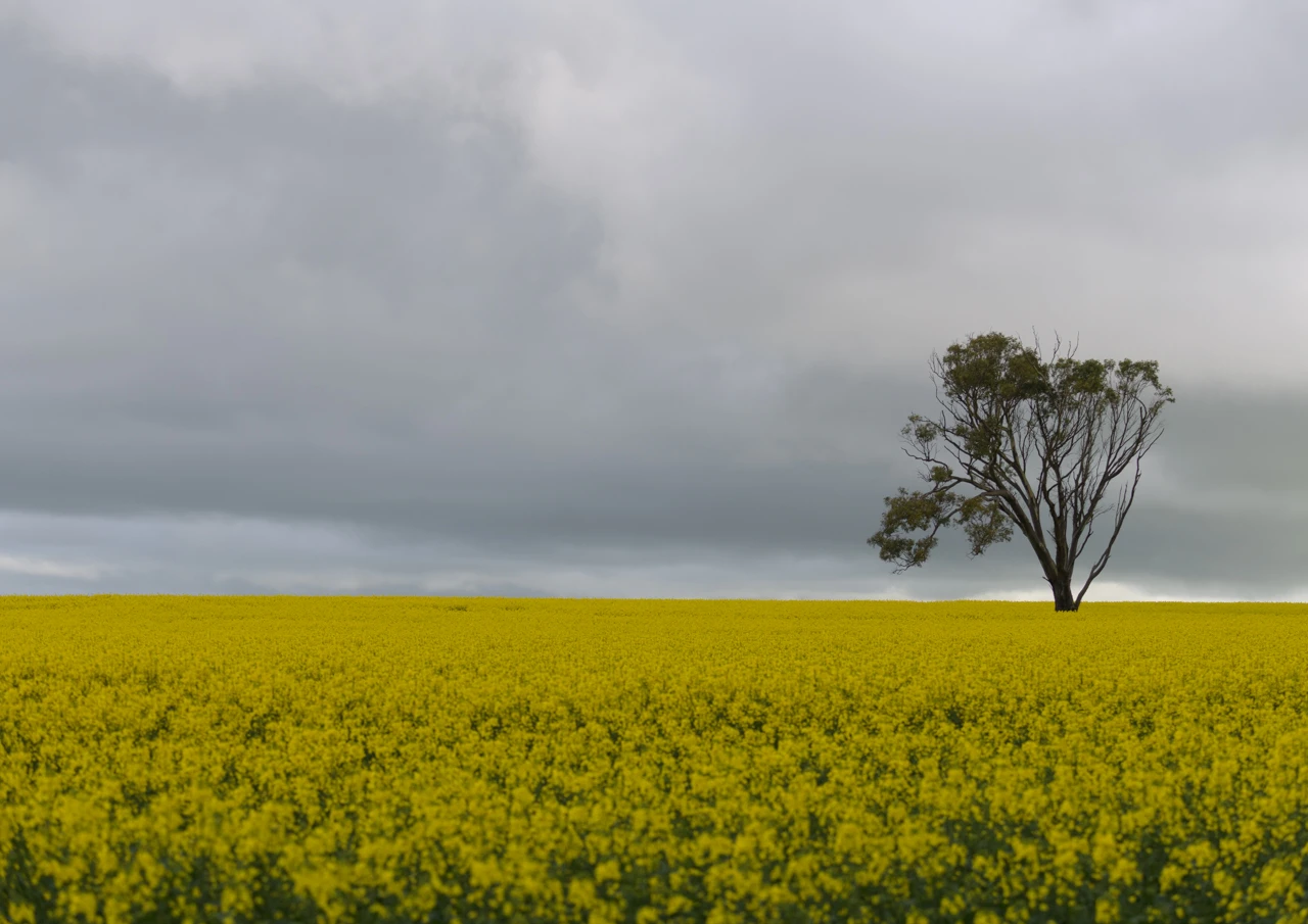One tree in a very big yellow canola field