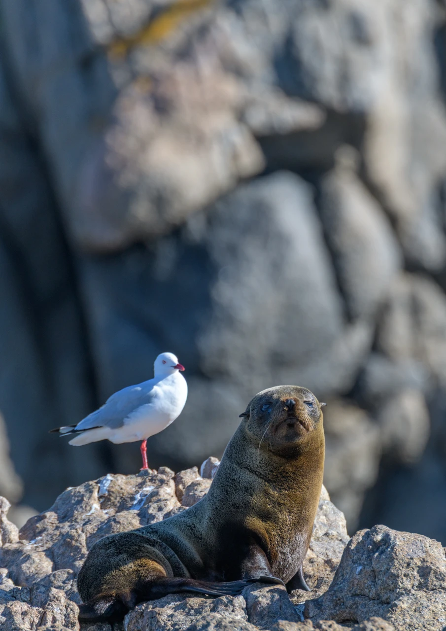 Seal and sea gull