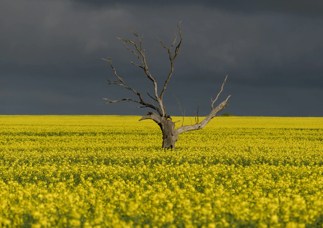 Tree at Carrumulka on a very grey day