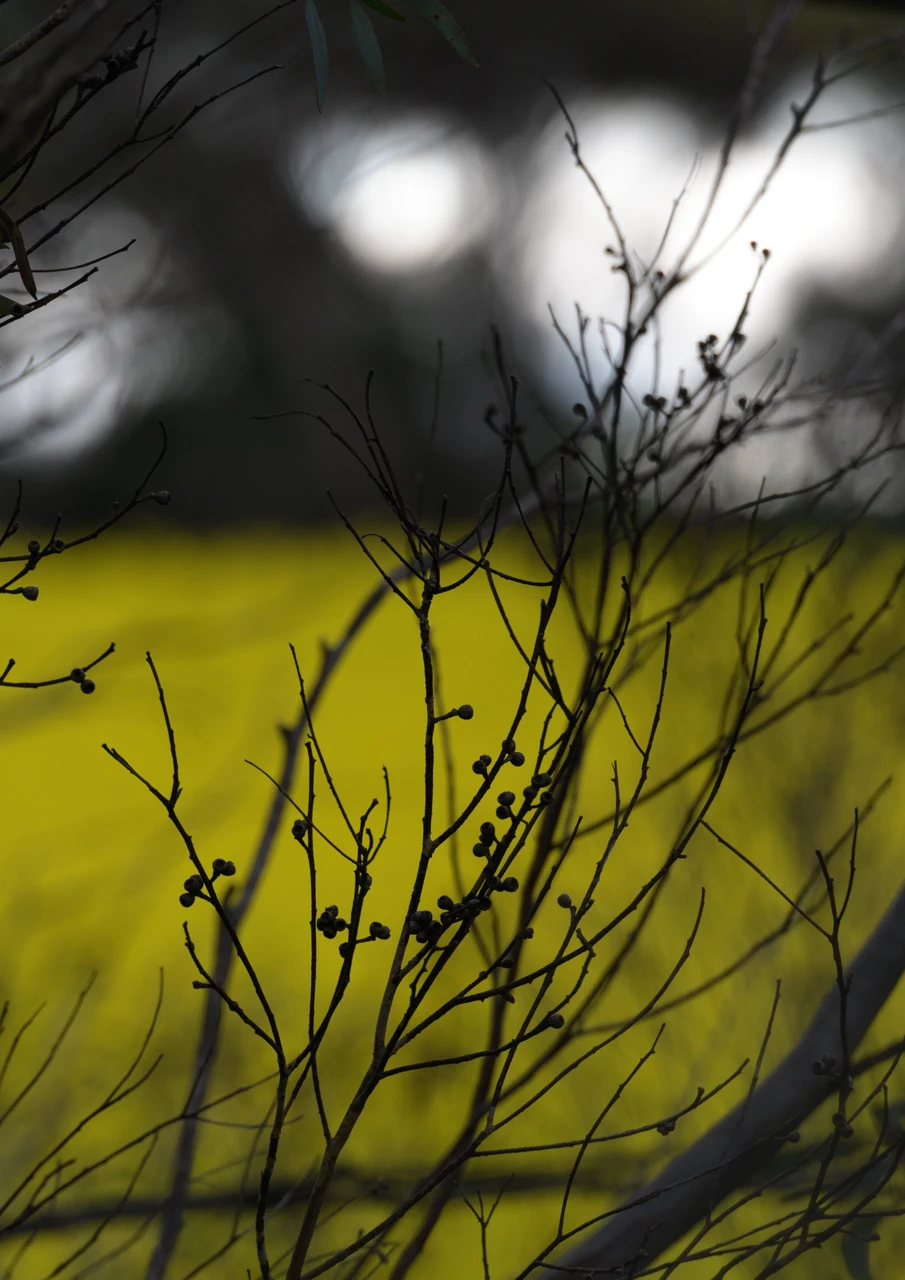 Up close and looking through branches with canola in the background