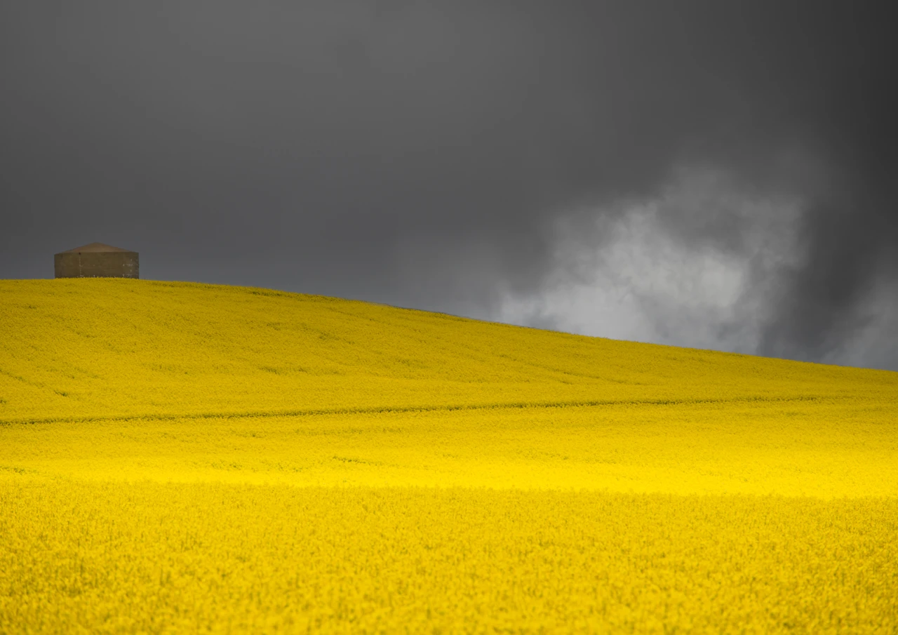 yellow canola field with water tank in top corner South Australia