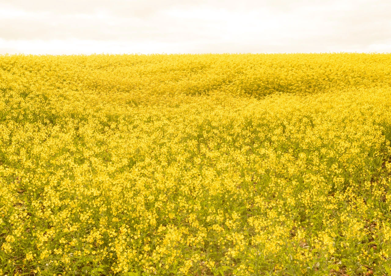 Huge yellow canola field